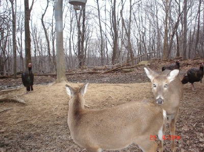 whitetail does and turkeys whitetail does and turkeys